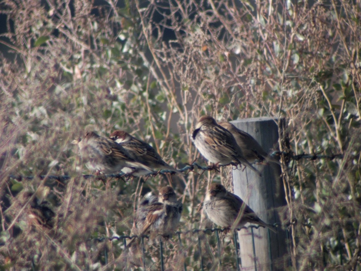 Spanish Sparrow - ML491868681