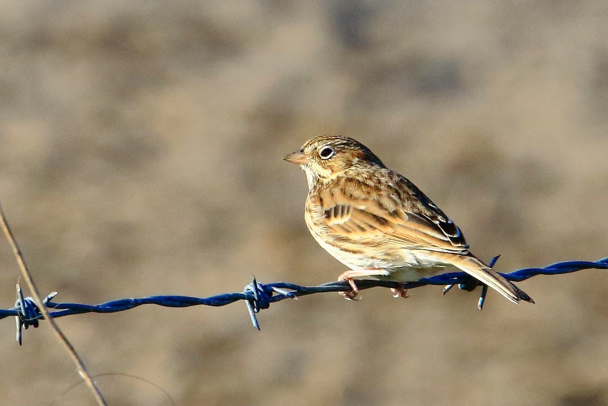 Vesper Sparrow - Rita Flohr