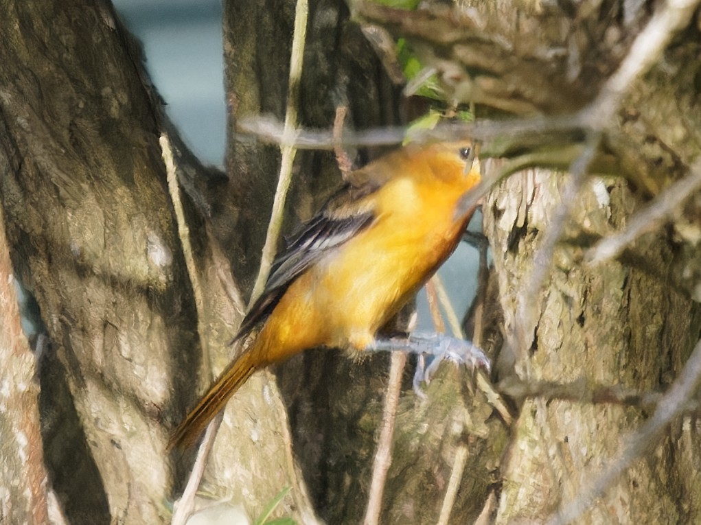 Baltimore Oriole - ML491869161