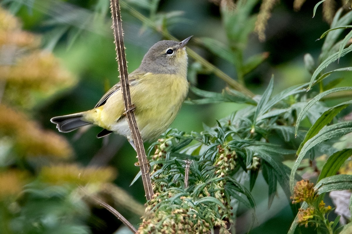 Orange-crowned Warbler - Sue Barth