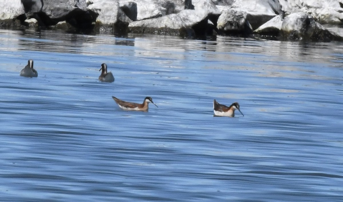 Wilson's Phalarope - David True