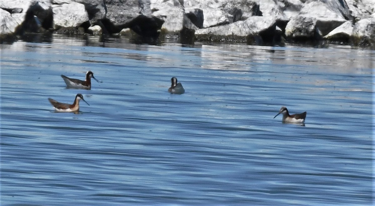 hvithalesvømmesnipe - ML491870401