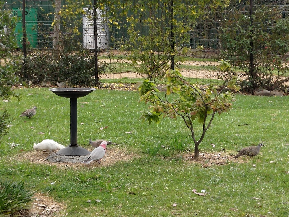 Crested Pigeon - ML491870511