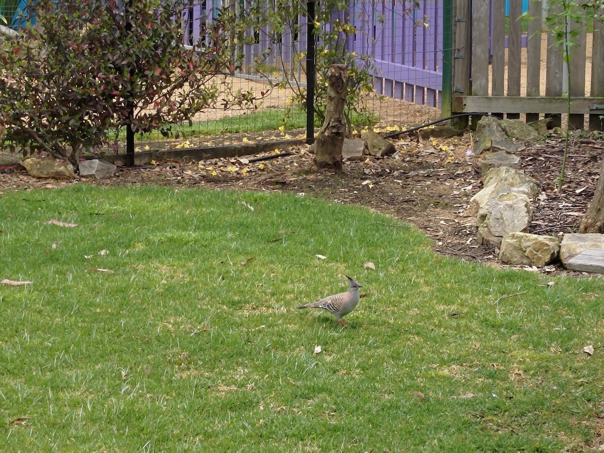 Crested Pigeon - ML491870521