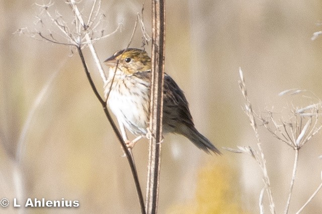 Grasshopper/Henslow's Sparrow - Kathy Mineck