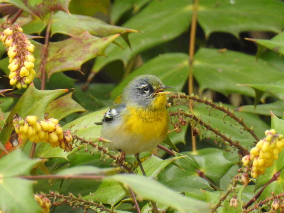 Northern Parula - ML49187121