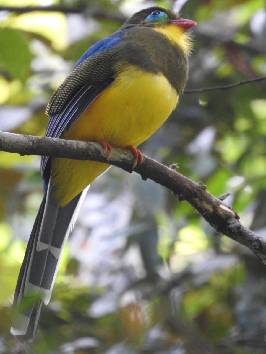 trogon sumaterský - ML491871941