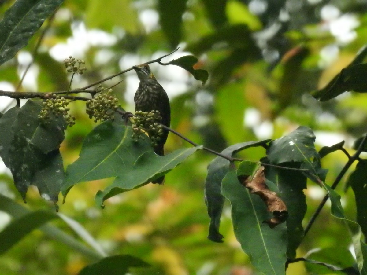 Spot-necked Bulbul - arief nofrika