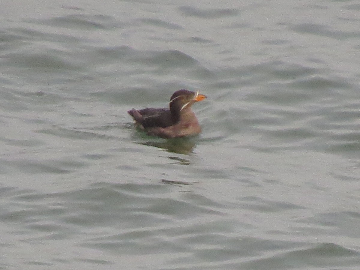 Rhinoceros Auklet - Marya Moosman