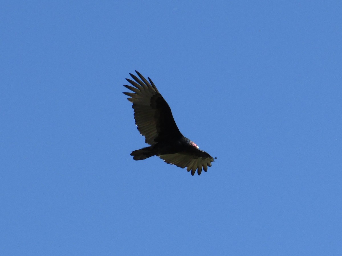 Turkey Vulture - ML491873521