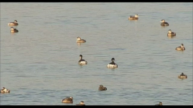 Eared Grebe - ML491874621