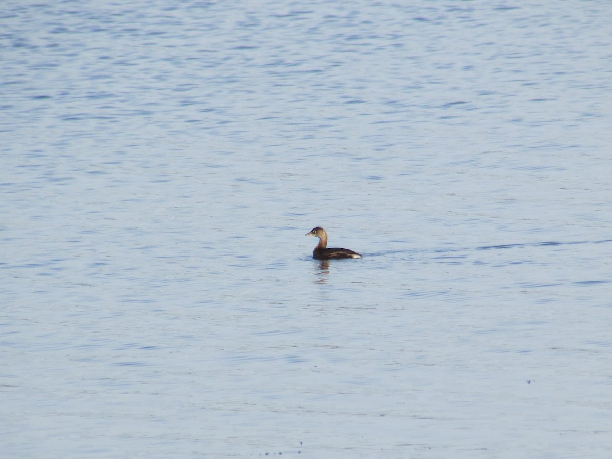 Pied-billed Grebe - ML491875171