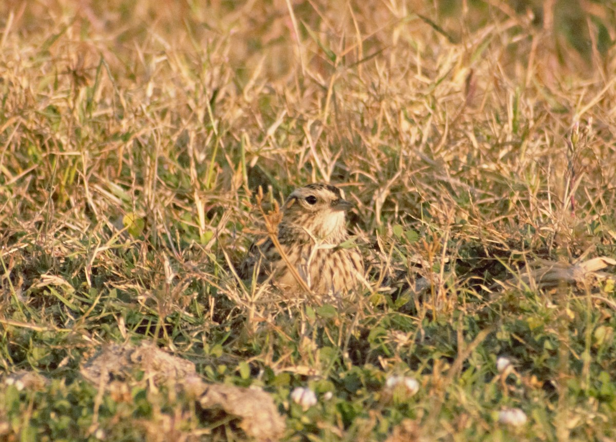 Eurasian Skylark - Mohammad Arif khan