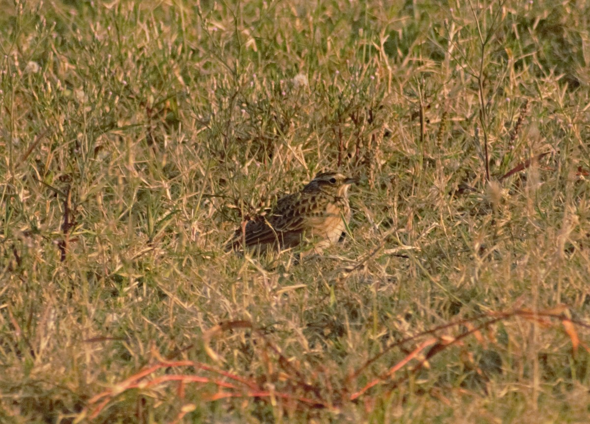 Eurasian Skylark - ML491876081