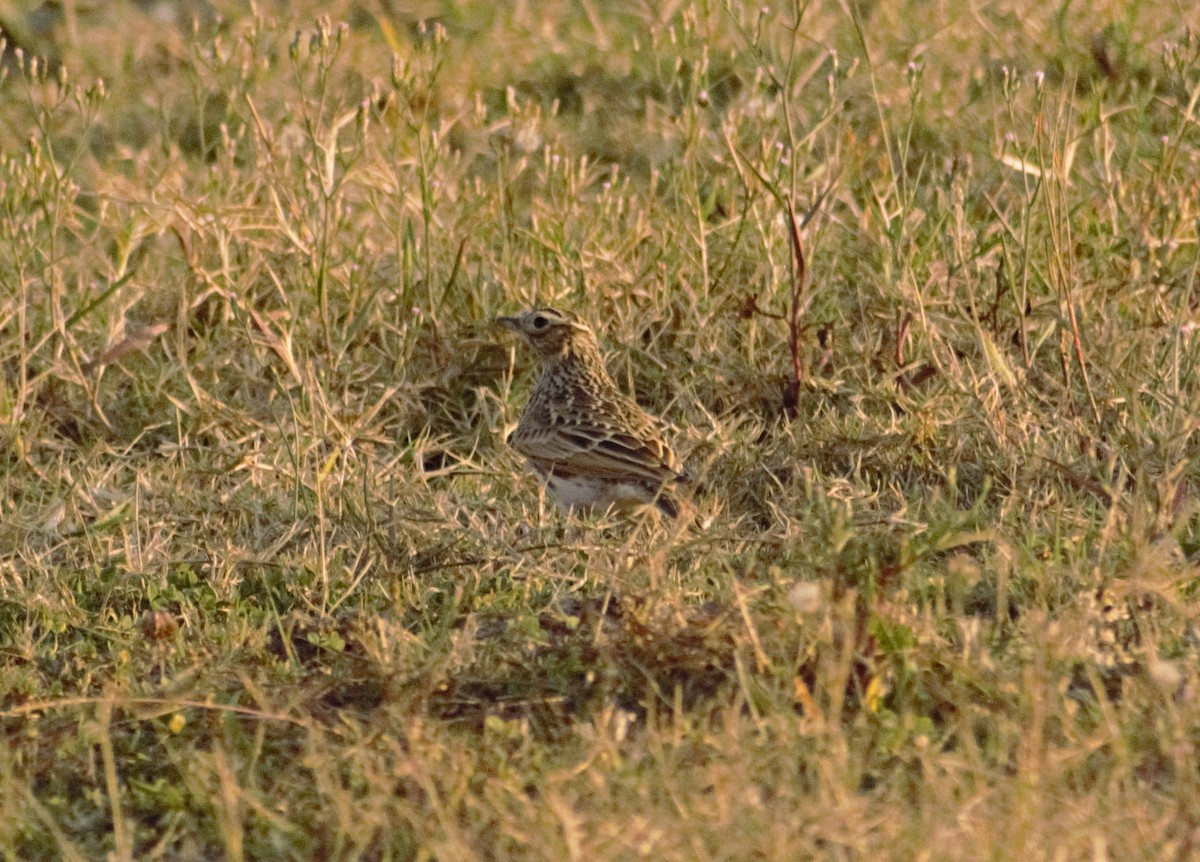 Eurasian Skylark - ML491876091