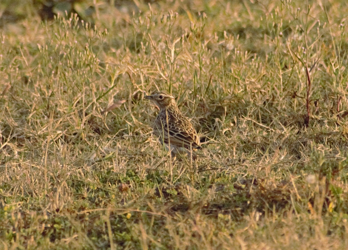 Eurasian Skylark - ML491876101