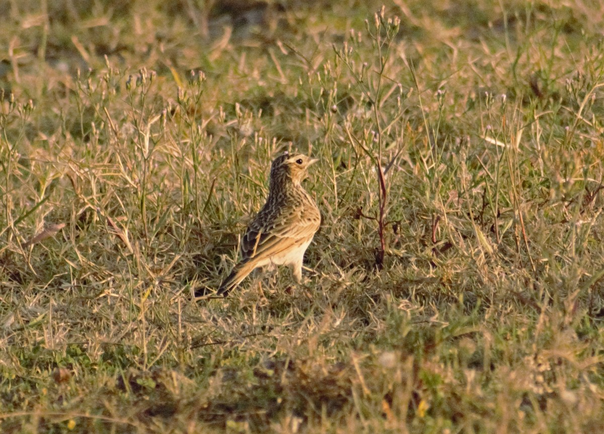 Eurasian Skylark - Mohammad Arif khan