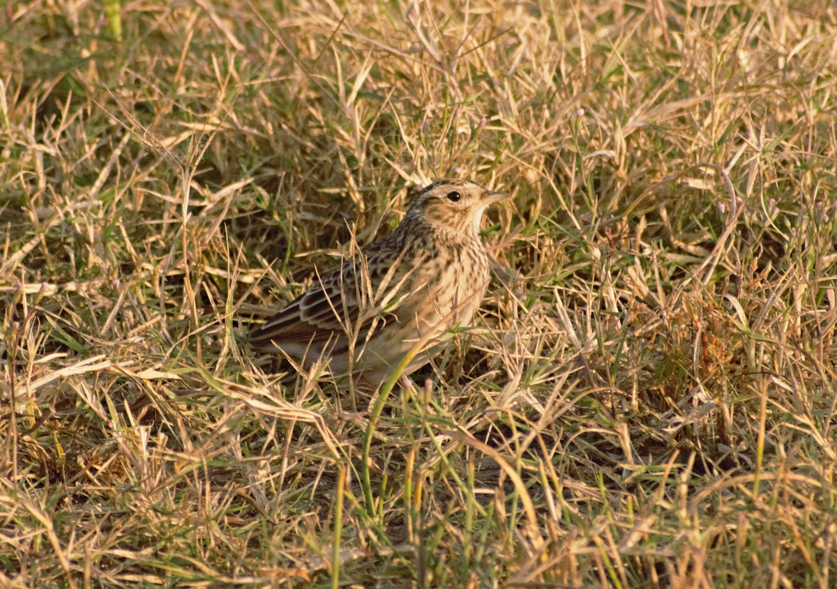 Eurasian Skylark - ML491876121