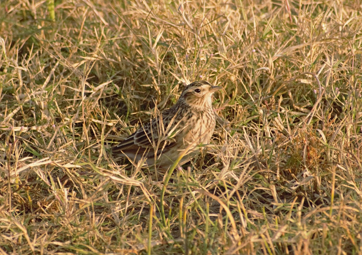 Eurasian Skylark - ML491876131