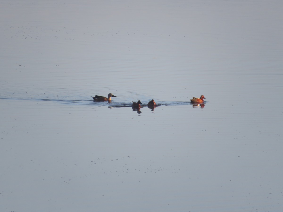 Cinnamon Teal - Andrea Vergara Diaz