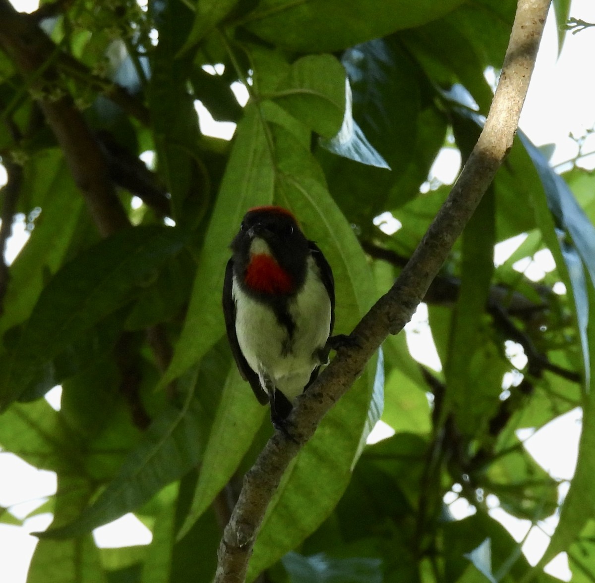 Black-fronted Flowerpecker - ML491877271