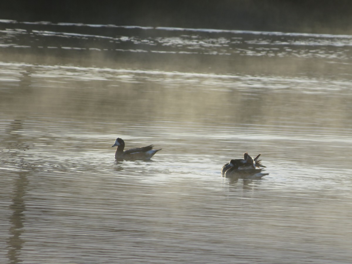 Chiloe Wigeon - Andrea Vergara Diaz