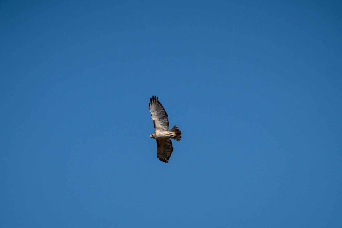 Red-tailed Hawk - ML491877881