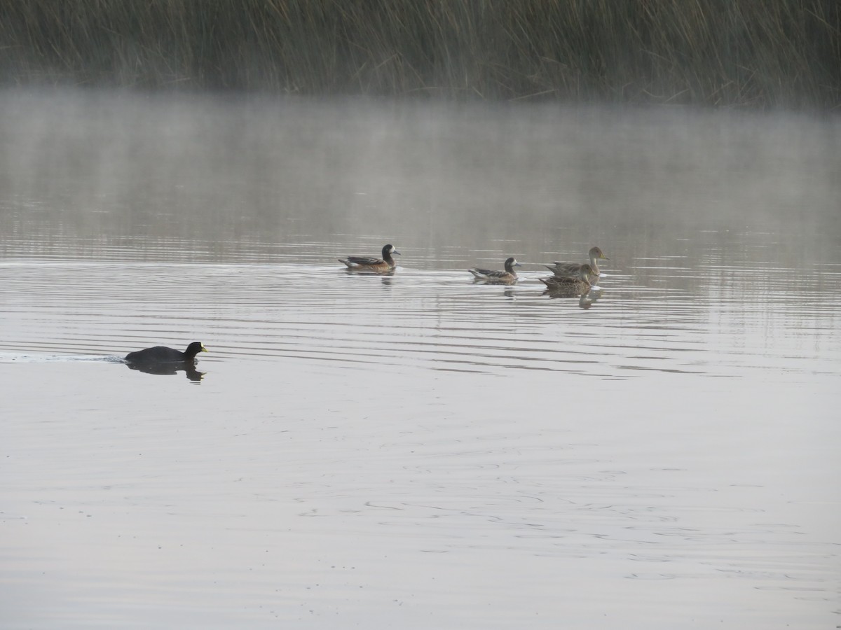 Yellow-billed Pintail - ML491878591