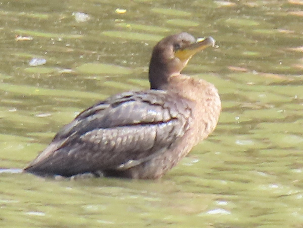 Double-crested Cormorant - ML491880421