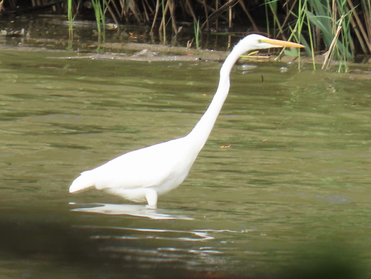 Great Egret - Jim Proffitt