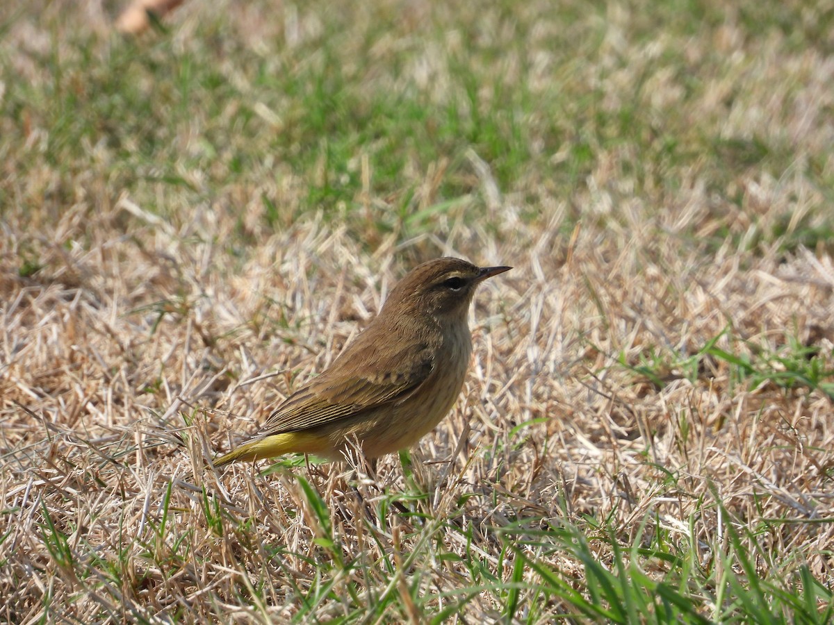 Palm Warbler - ML491881051