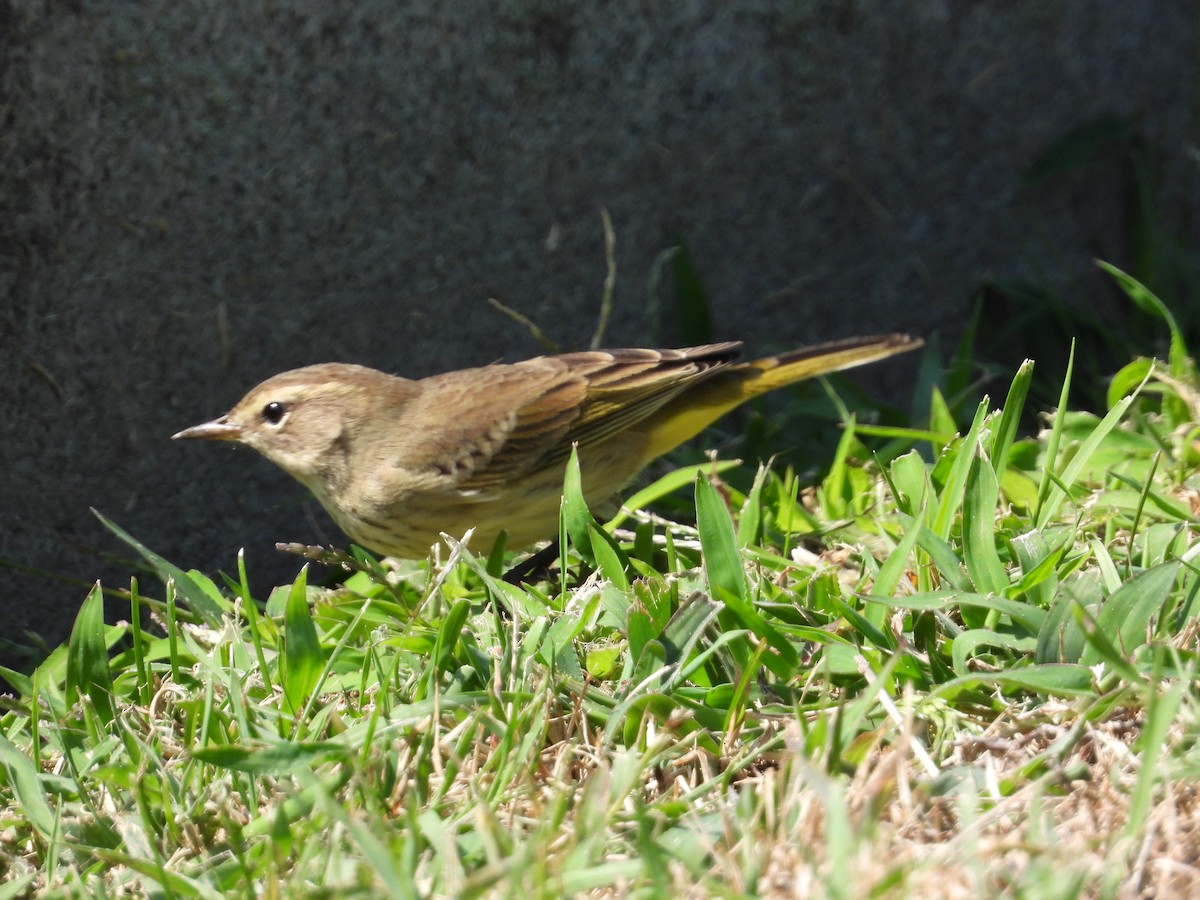 Palm Warbler - ML491881061