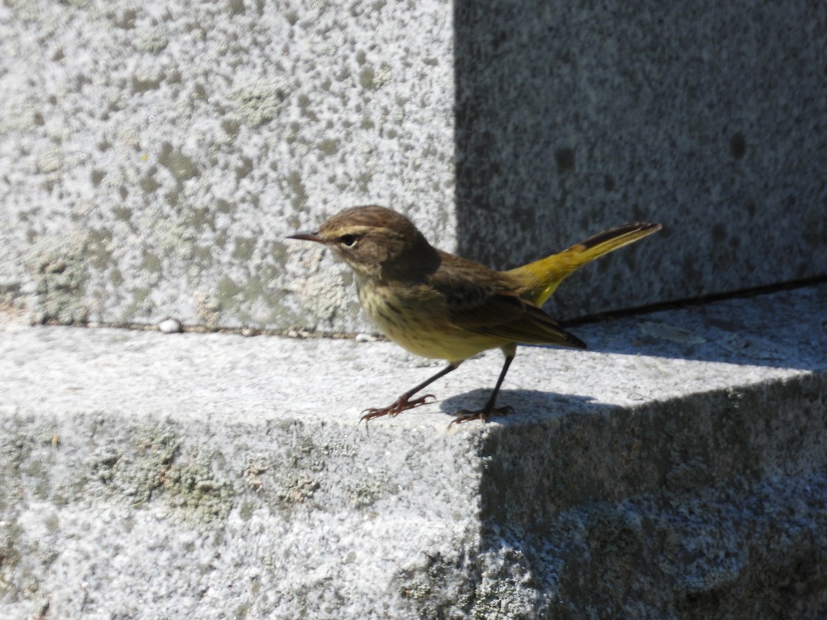 Palm Warbler - ML491881071