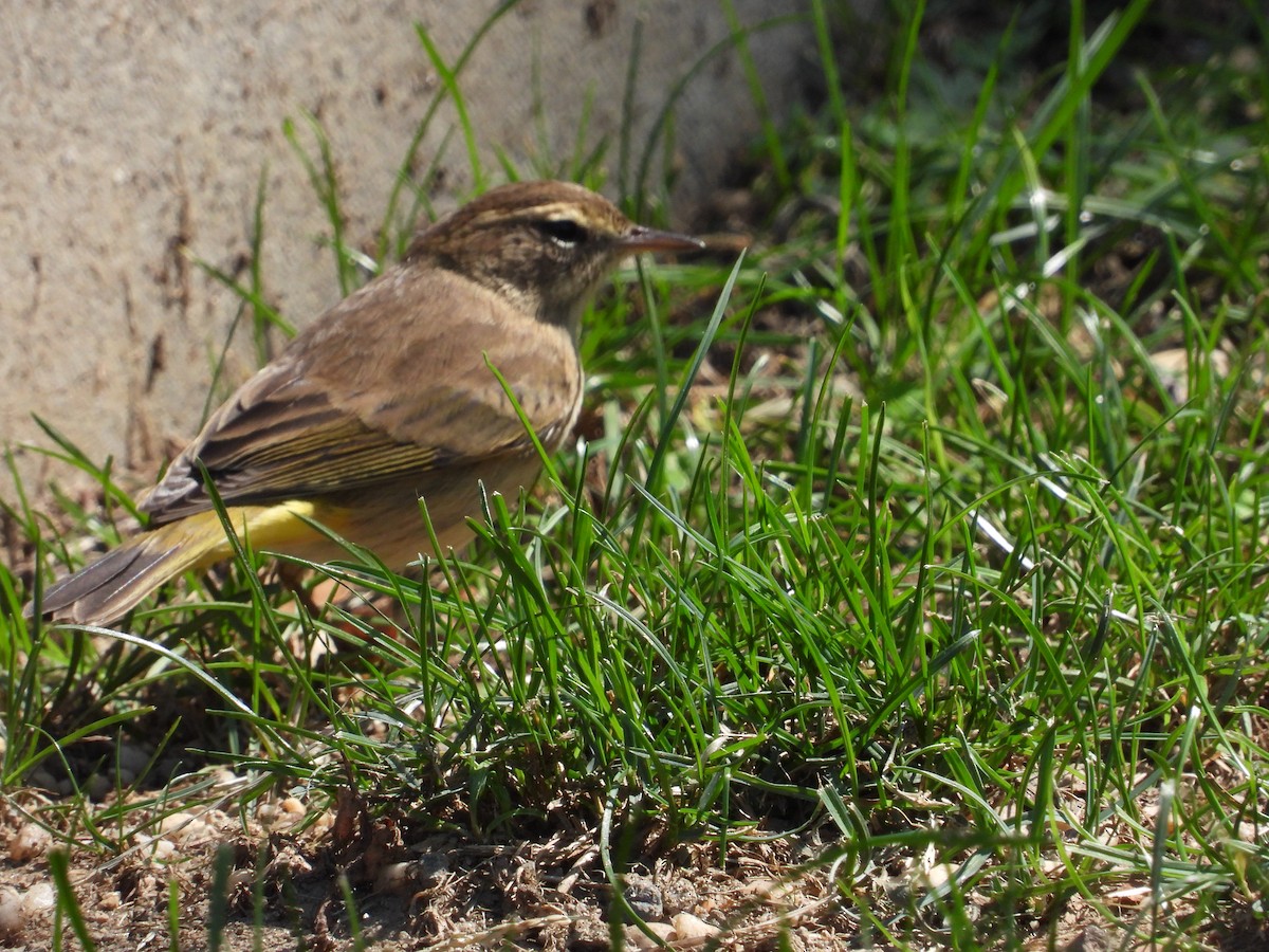 Palm Warbler - ML491881081