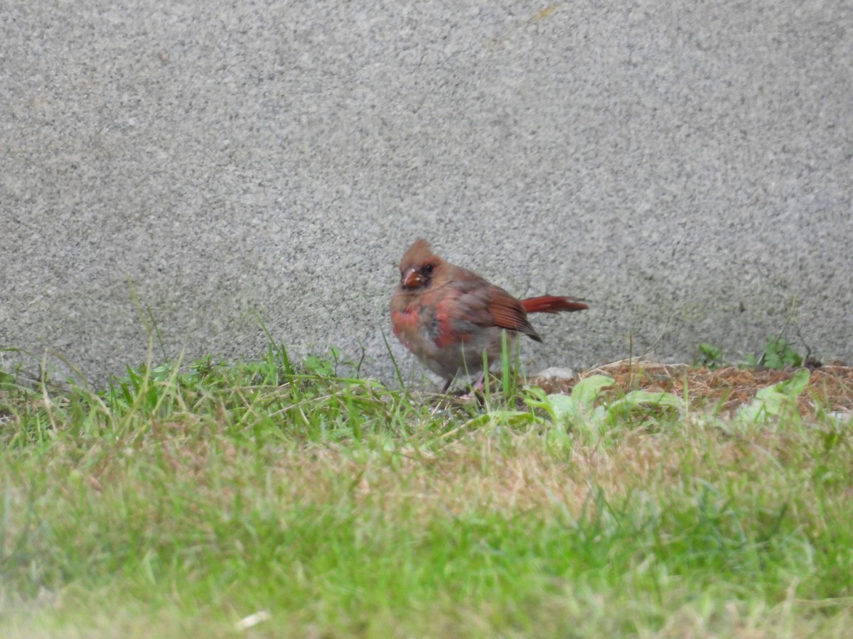 Northern Cardinal - ML491881151