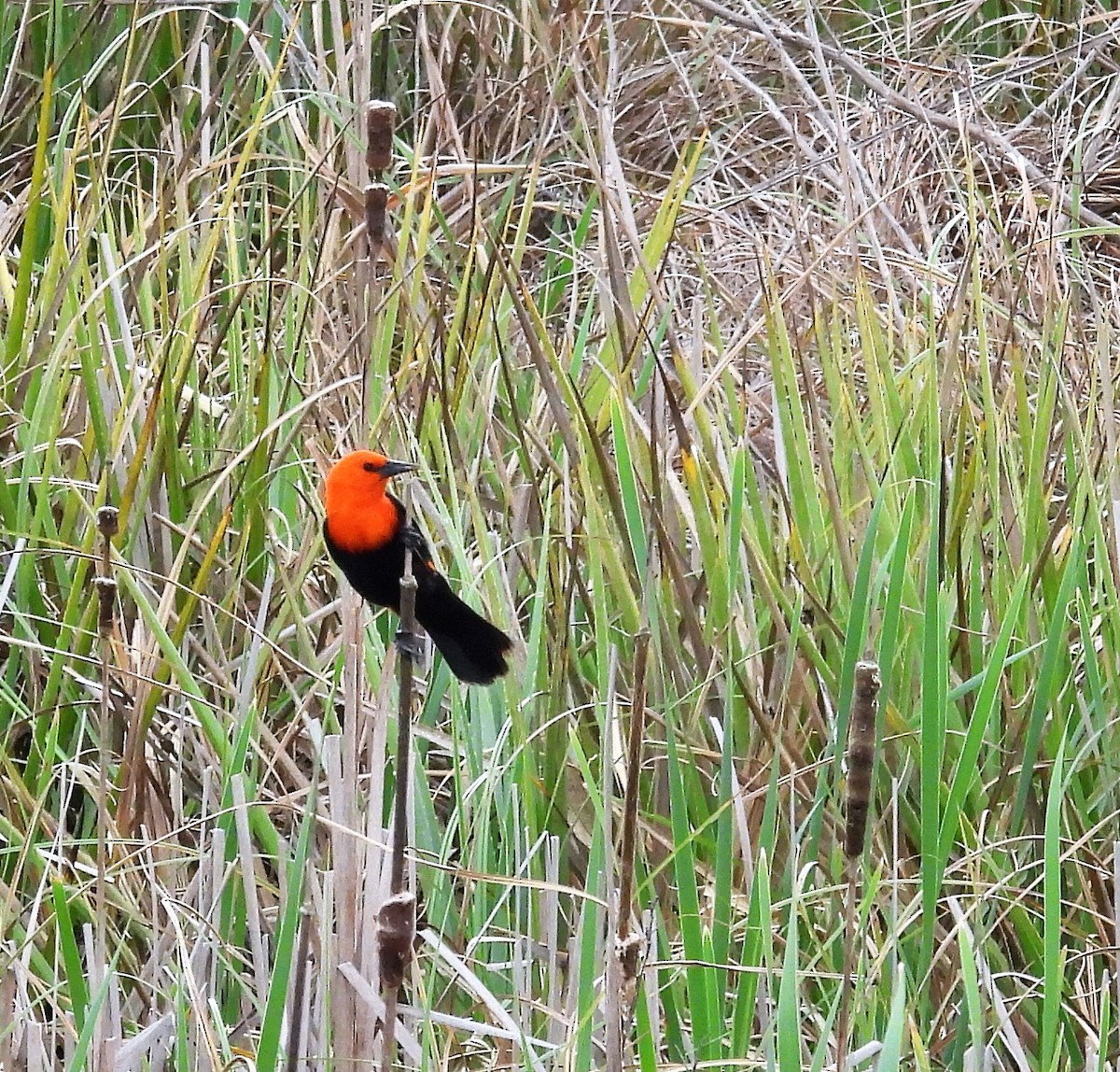 Scarlet-headed Blackbird - Gustavo Ribeiro