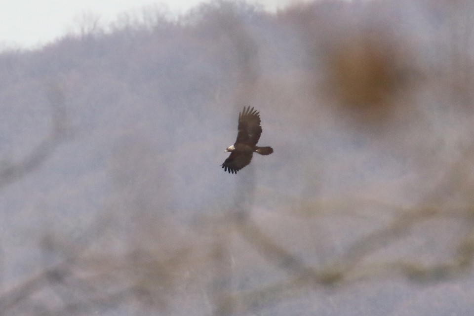 Golden Eagle - M Lombard