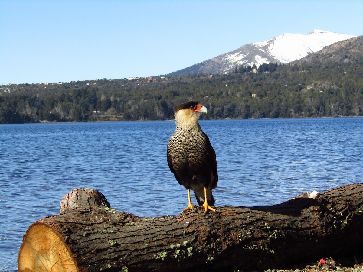 Crested Caracara - ML491883261