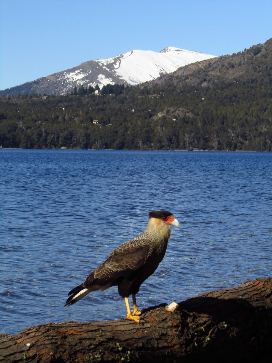 Crested Caracara - ML491883281