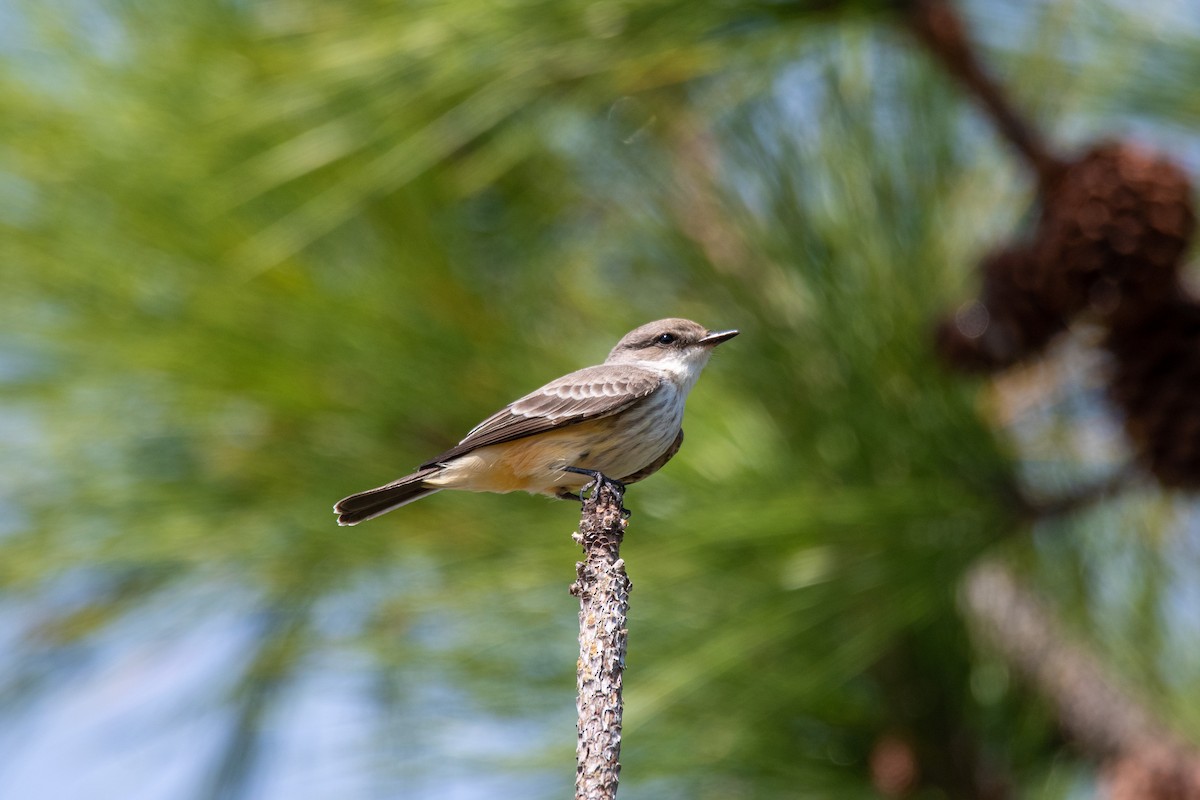Vermilion Flycatcher - ML491884041