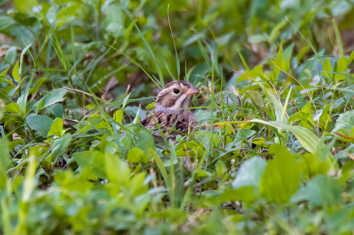 Clay-colored Sparrow - ML491884181