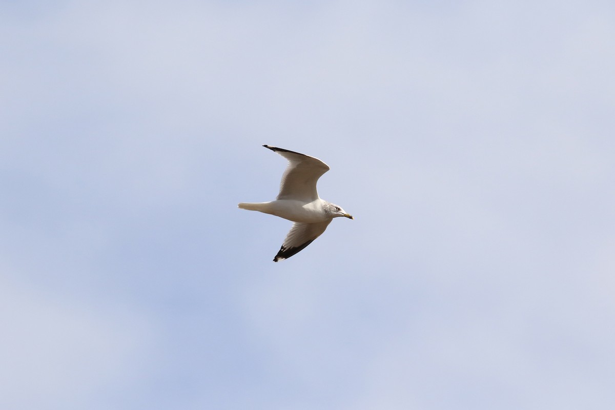 Ring-billed Gull - ML49188441