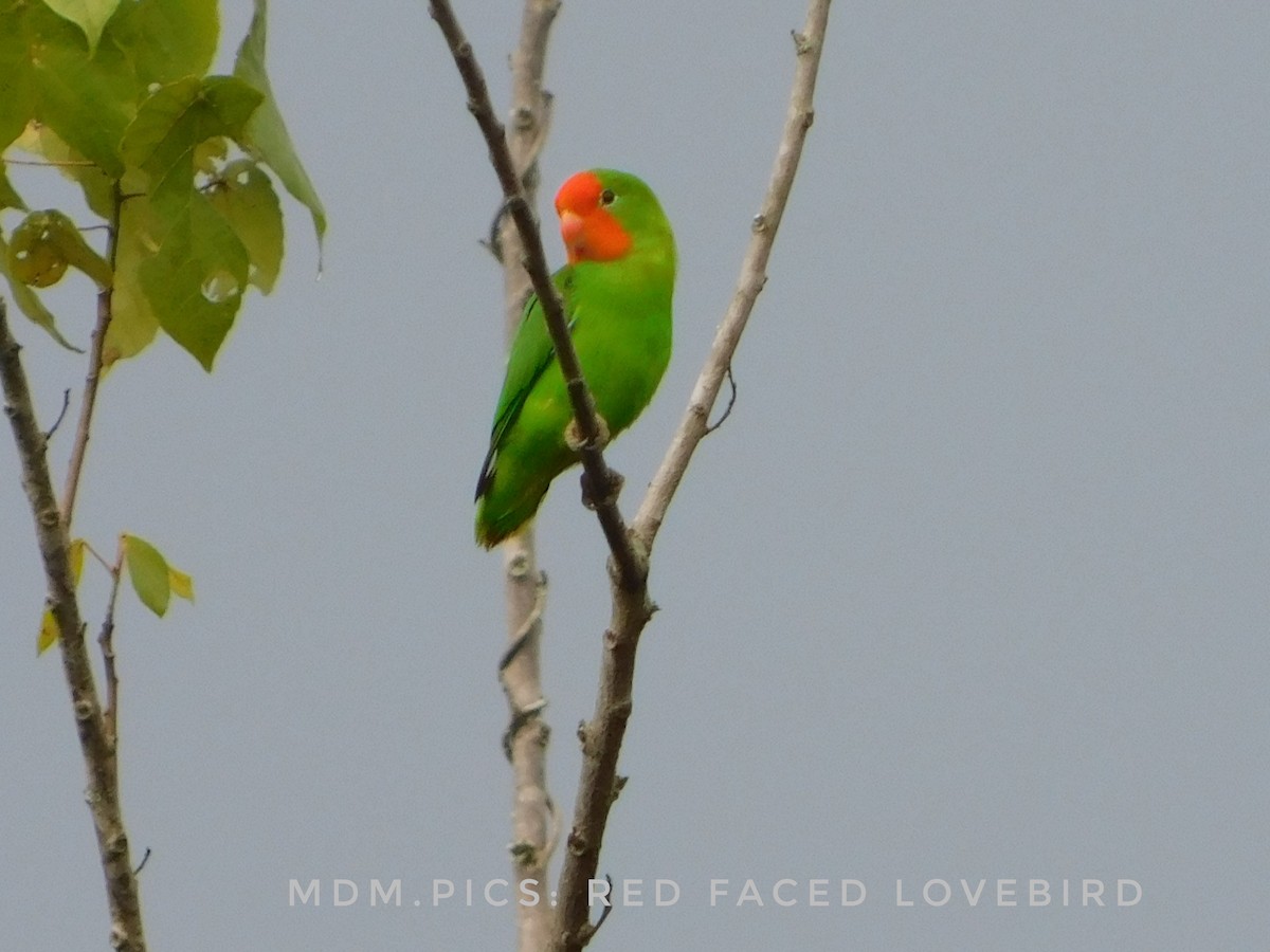 Red-headed Lovebird - ML491884691