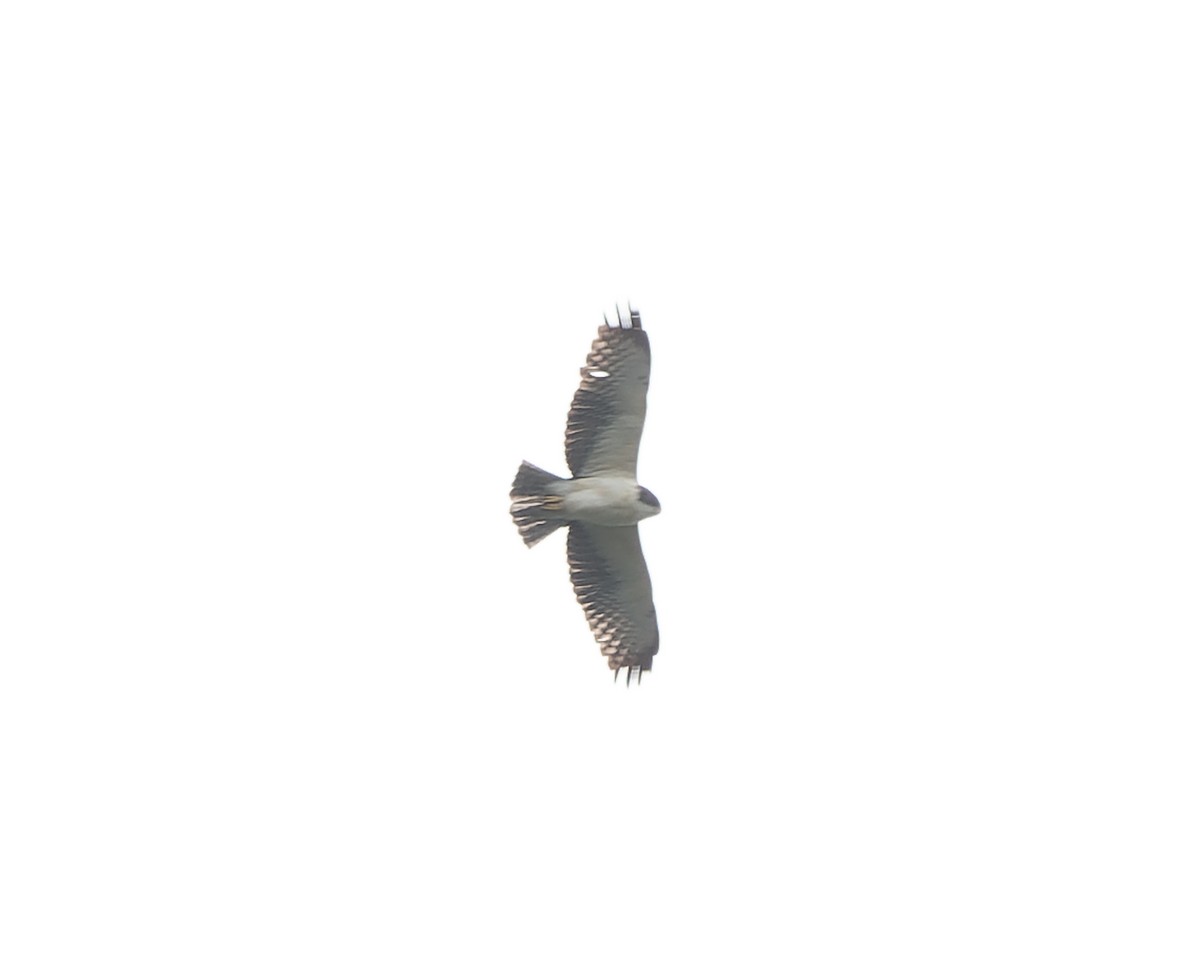 Short-tailed Hawk - Hugo Bernal