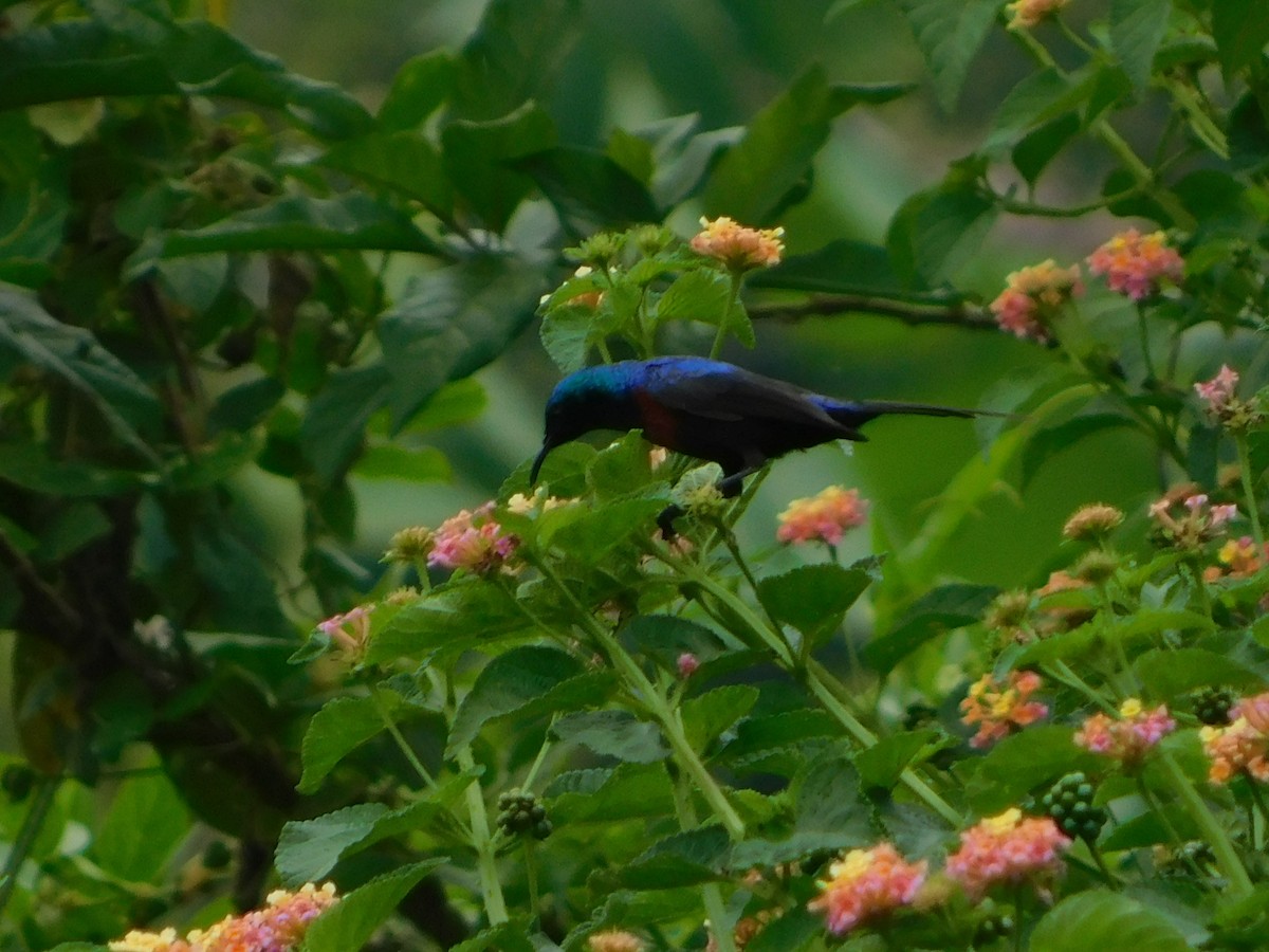 Red-chested Sunbird - ML491886101