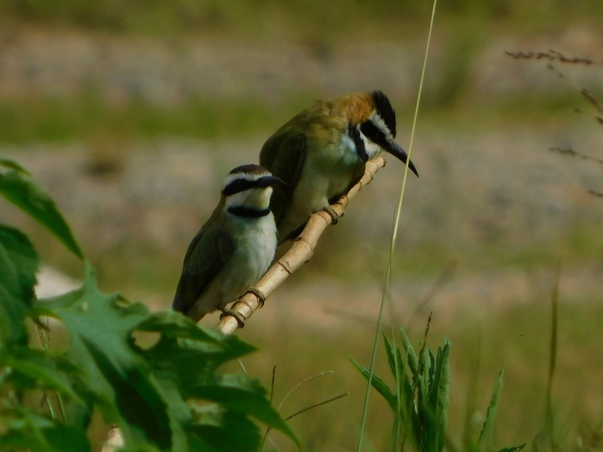 White-throated Bee-eater - ML491886521