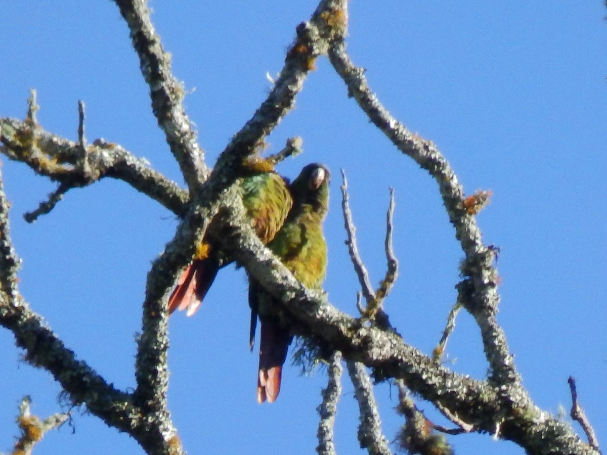 Red-eared Parakeet - Edouard Paiva