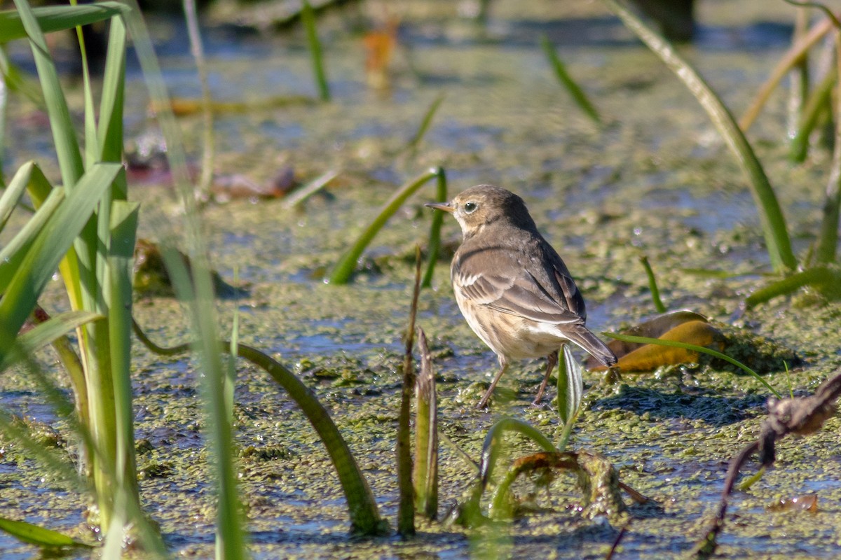 American Pipit - ML491887731