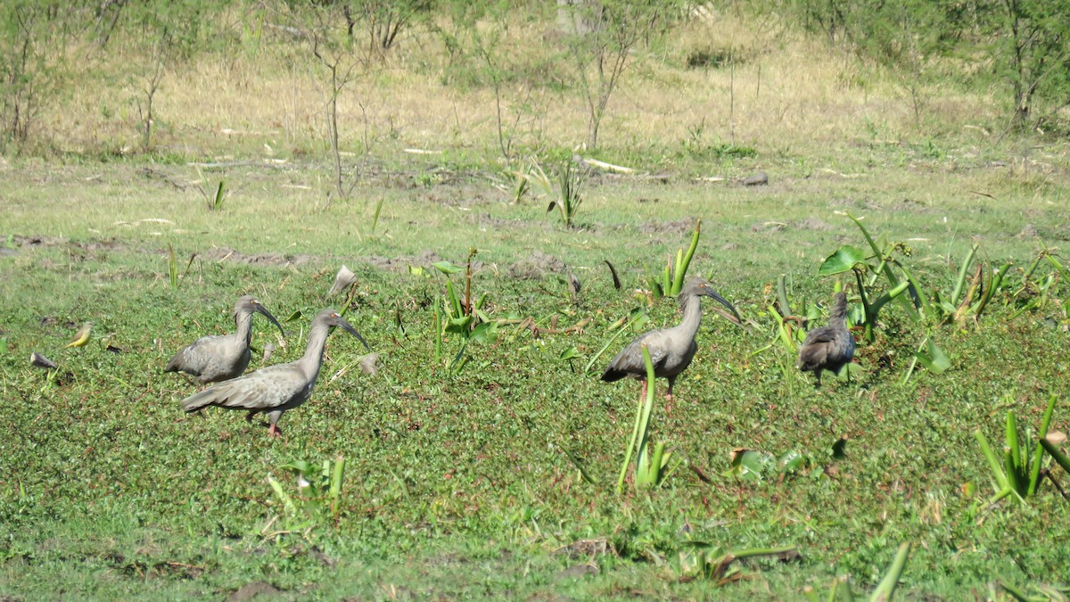 ibis běločelý - ML491888261