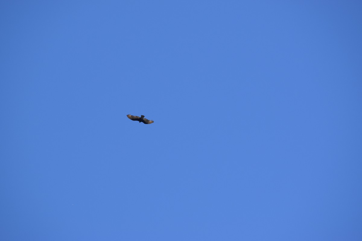 Lesser Yellow-headed Vulture - ML491888321